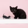 Allieâ„¢ Cat Double-hinged Corkscrew by TrueZoo